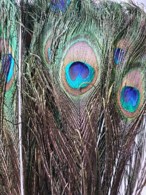 Pauwenveer 80 cm