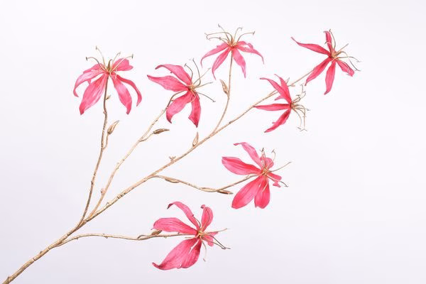 GLORIOSA 111CM GOUD/BEAUTY 2 GLORIOSA 111CM GOUD/BEAUTY