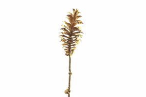 Kunst tak "Pine cone" goud