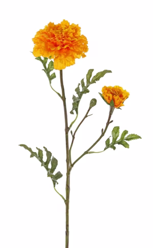 Zijdenbloem Afrikaantjes oranje