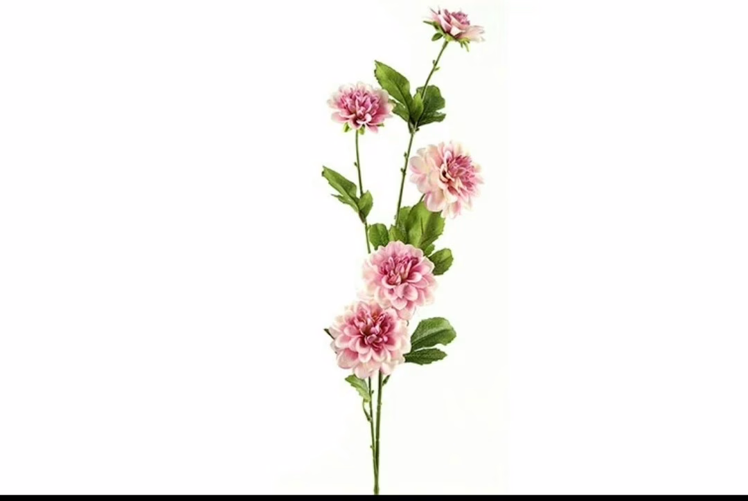 Bos bloemen inclusief vaas 8 Dahlia Asteraceae paars Countryfield