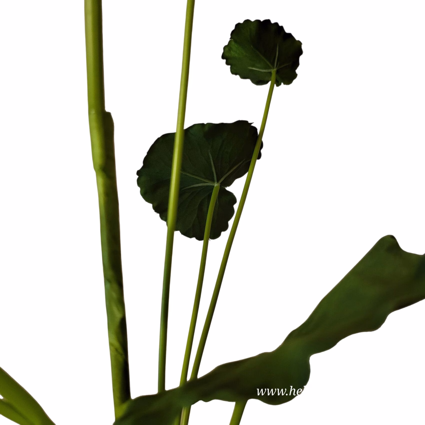 Kunsttak Begonia Leaf Groen 98 cm – Realistisch & Onderhoudsvrij 3 Kunsttak Begonia Leaf Groen