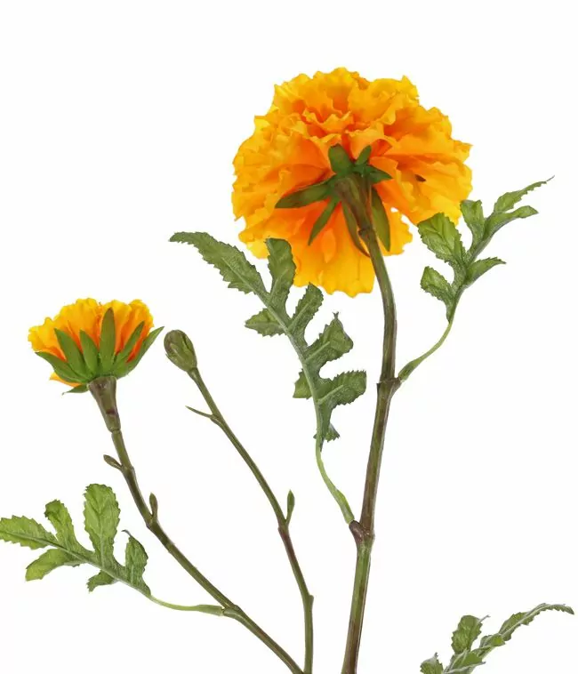 Zijdenbloem Afrikaantjes oranje - Afbeelding 5